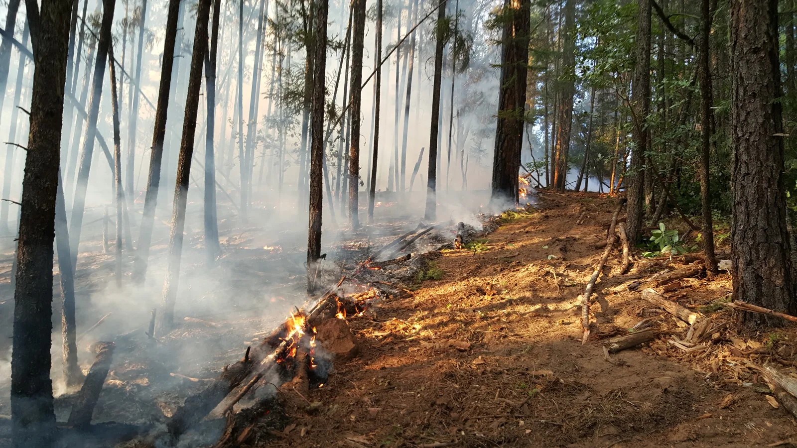 Flames and smoke along a forest fire line, beside a cleared strip of earth.
